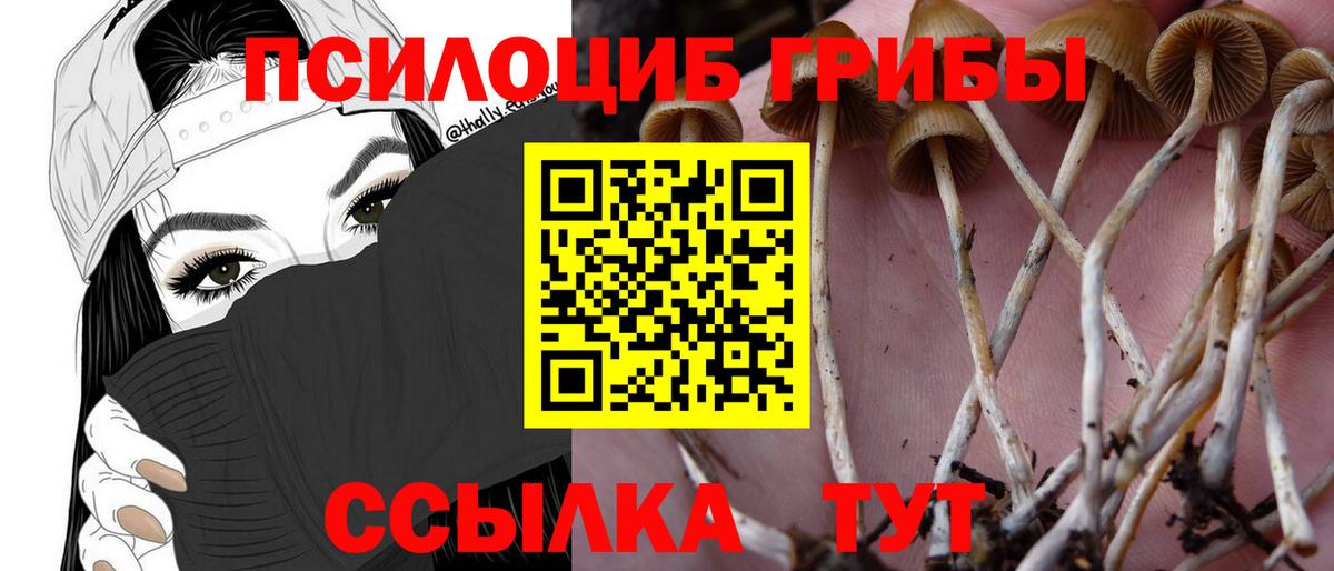 Псилоцибиновые грибы Psilocybine cubensis  Волжский 